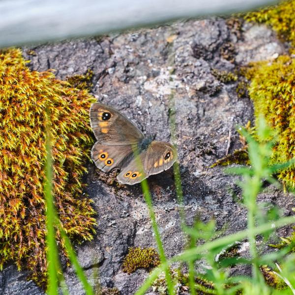 Braunscheckauge