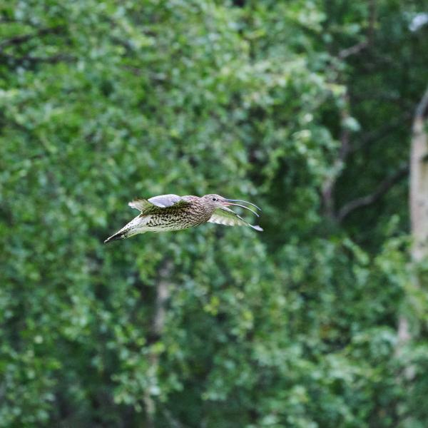Grosser Brachvogel