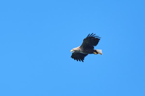 Seeadler